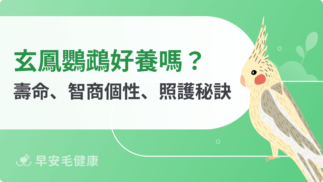 玄鳳鸚鵡能說話?玄鳳鸚鵡價格、壽命,飼養指南一次看