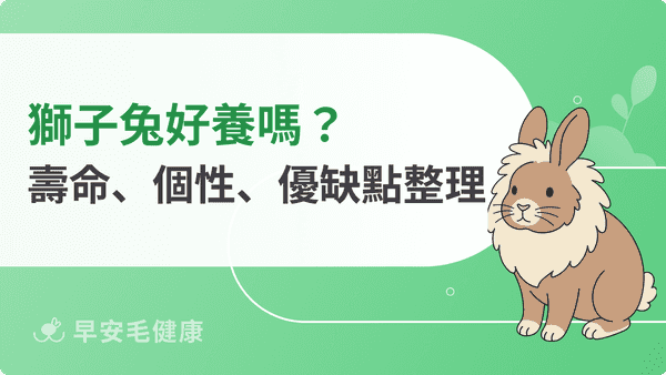獅子兔好養嗎？壽命、個性、缺點、價格與飼養指南一次看懂
