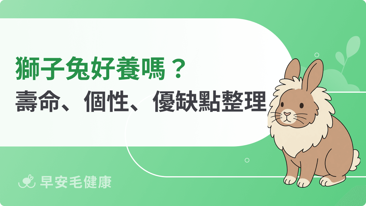獅子兔好養嗎？壽命、個性、缺點、價格與飼養指南一次看懂