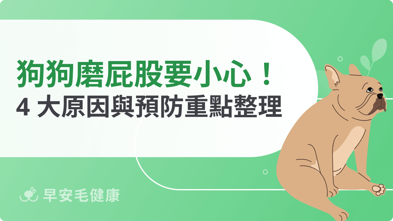 狗狗磨屁股不一定是寄生蟲!4 大原因與預防重點整理