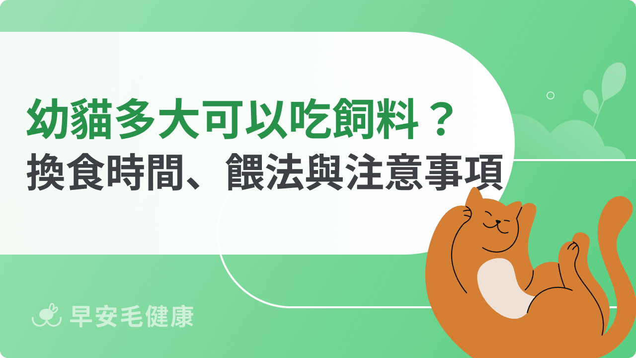 幼貓多大可以吃飼料？換食時間、餵法與注意事項一次看！