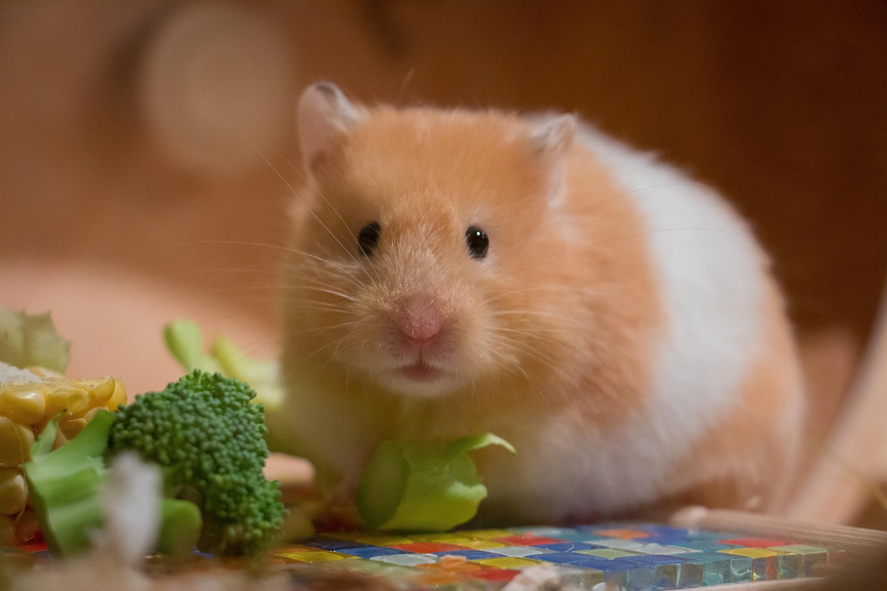 73.hamster-care-guide-3