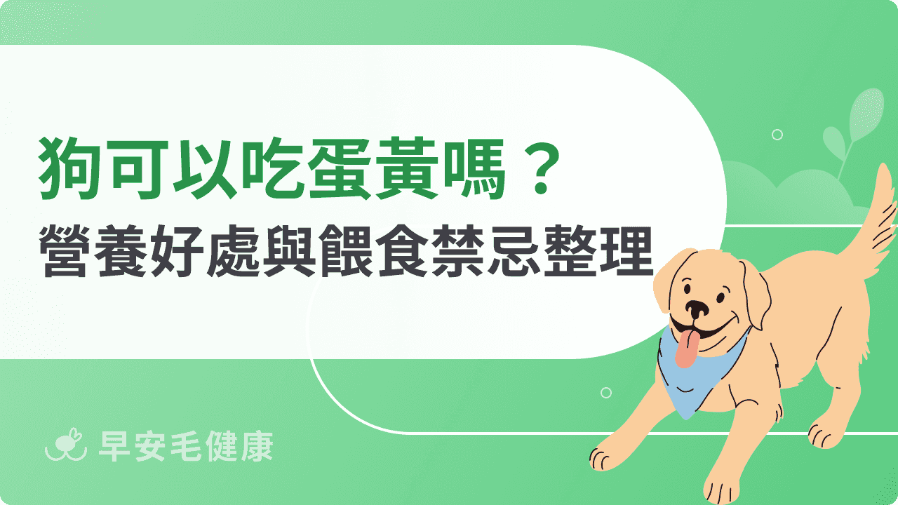 狗狗可以吃蛋黃嗎？營養好處與餵食禁忌一次看