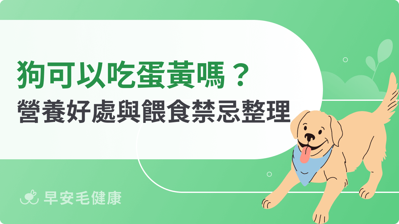 狗狗可以吃蛋黃嗎？營養好處與餵食禁忌一次看