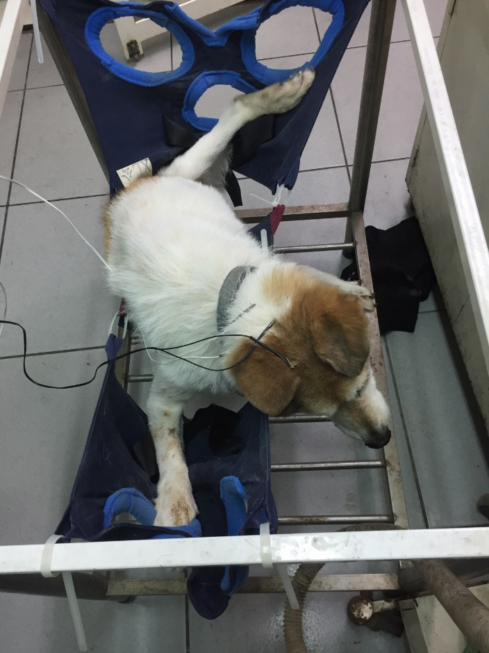 7.mountainvet-dog-vestibular-syndrome-guide-3