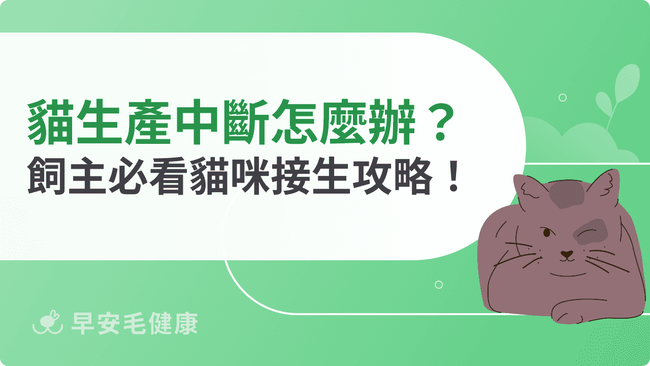 貓生產中斷怎麼辦？飼主必看貓咪接生攻略！