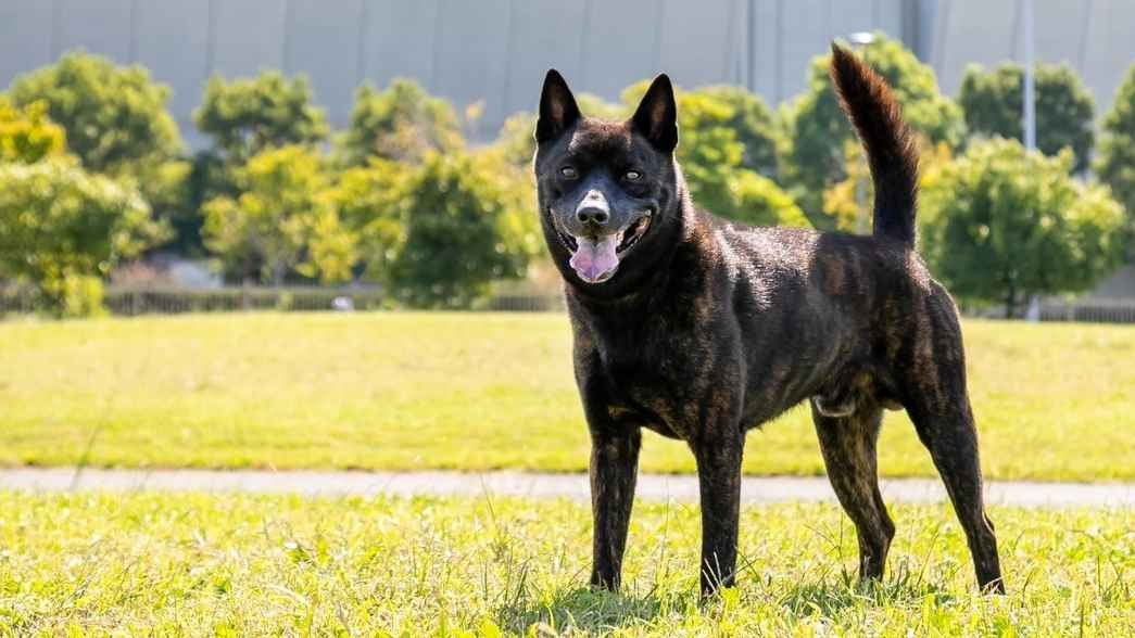 深色虎斑甲斐犬站在公園草地上面向鏡頭