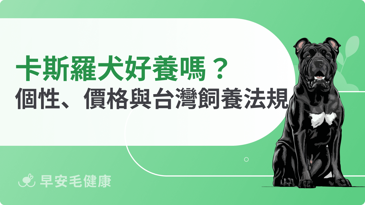卡斯羅犬好養嗎？性格、幼犬價格與比特犬差異，台灣飼養須知