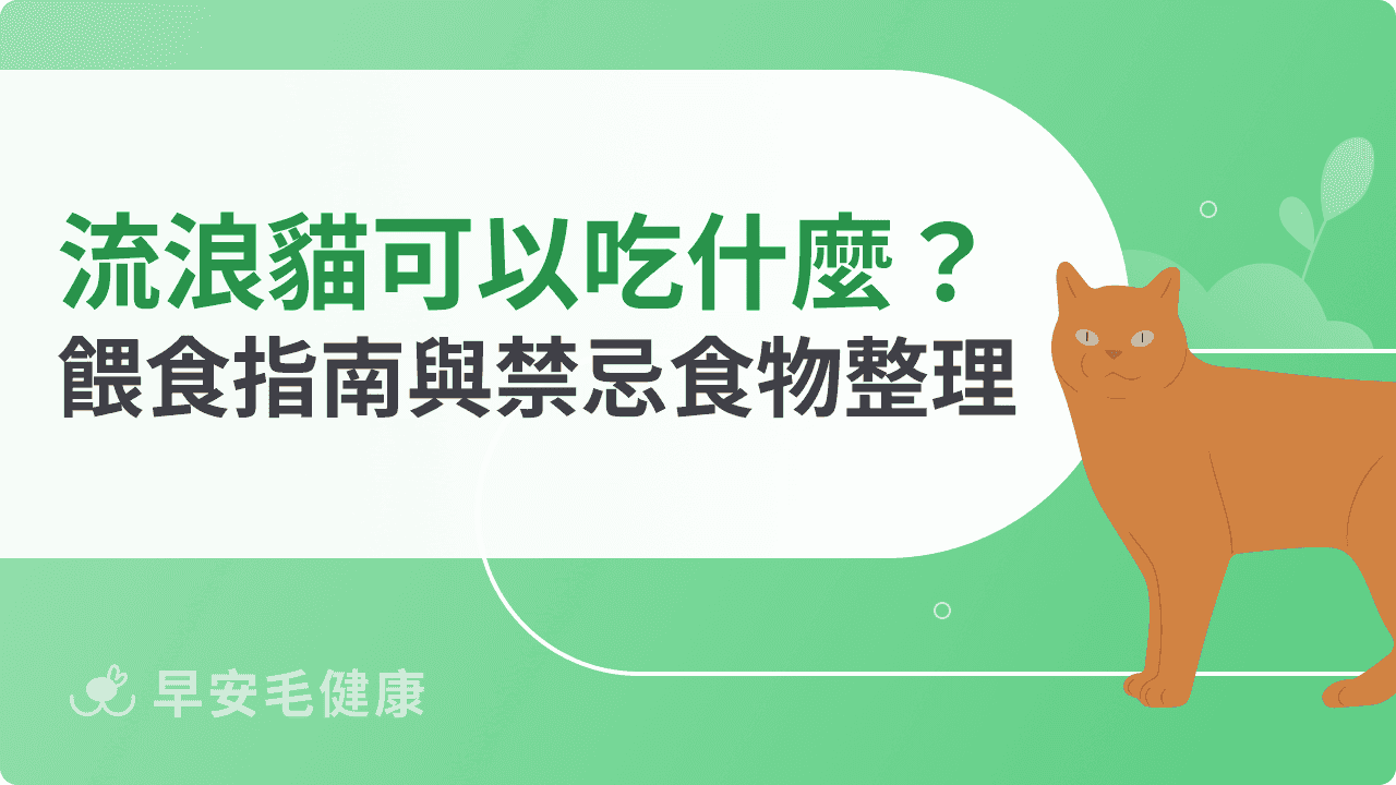 流浪貓可以吃什麼？安全餵食指南與常見禁忌食物總整理