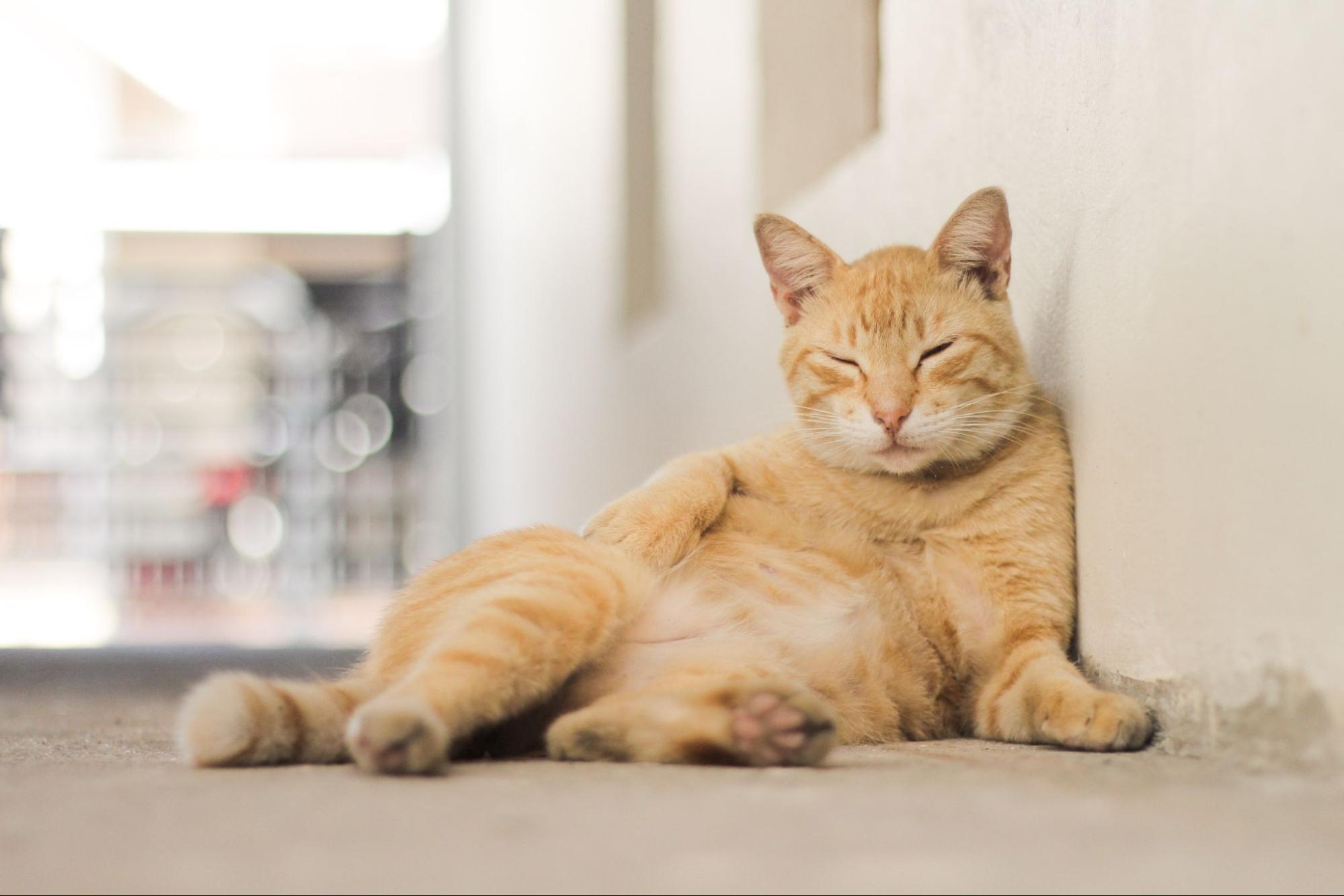 109.cat-lifespan-guide-2