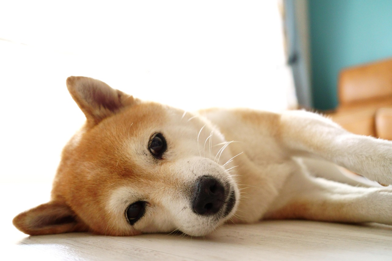 柴犬趴在地上的樣子