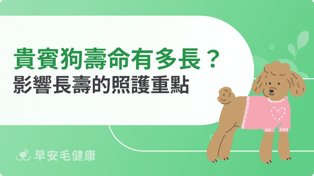 貴賓狗壽命有多長？影響長壽的照護重點一次看