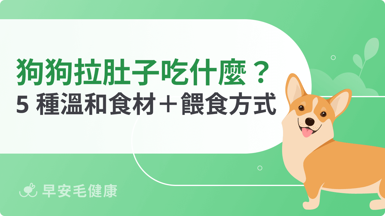 狗狗拉肚子可以吃什麼?5 種溫和食材+餵食方式全解析