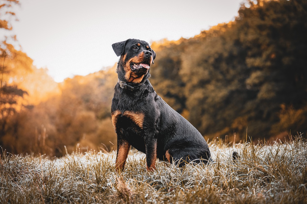 羅威納犬在秋季黃昏的草地上端坐，姿態挺拔威風凜凜