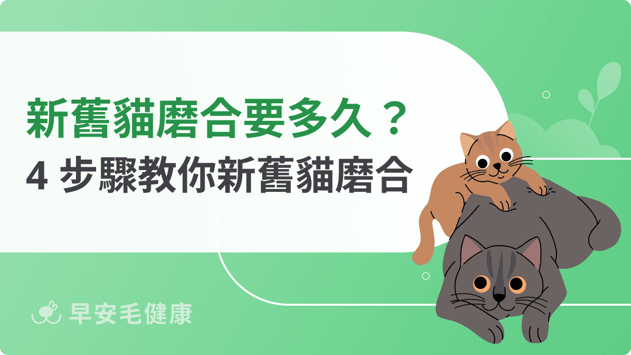 新舊貓磨合要多久？4個階段看懂貓咪從排斥到接受的過程
