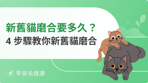 新舊貓磨合要多久?4個階段看懂貓咪從排斥到接受的過程
