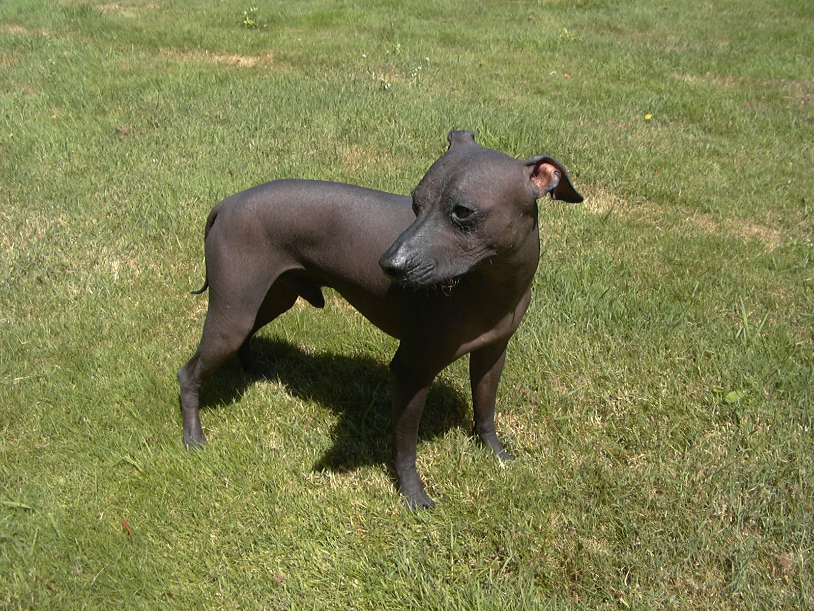 深灰色墨西哥無毛犬站在綠色草坪上回頭望