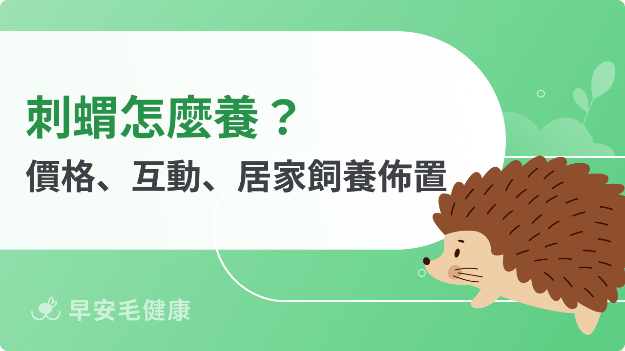 刺蝟怎麼養？價格、飼養、互動到疾病預防，輕鬆養出健康刺寶