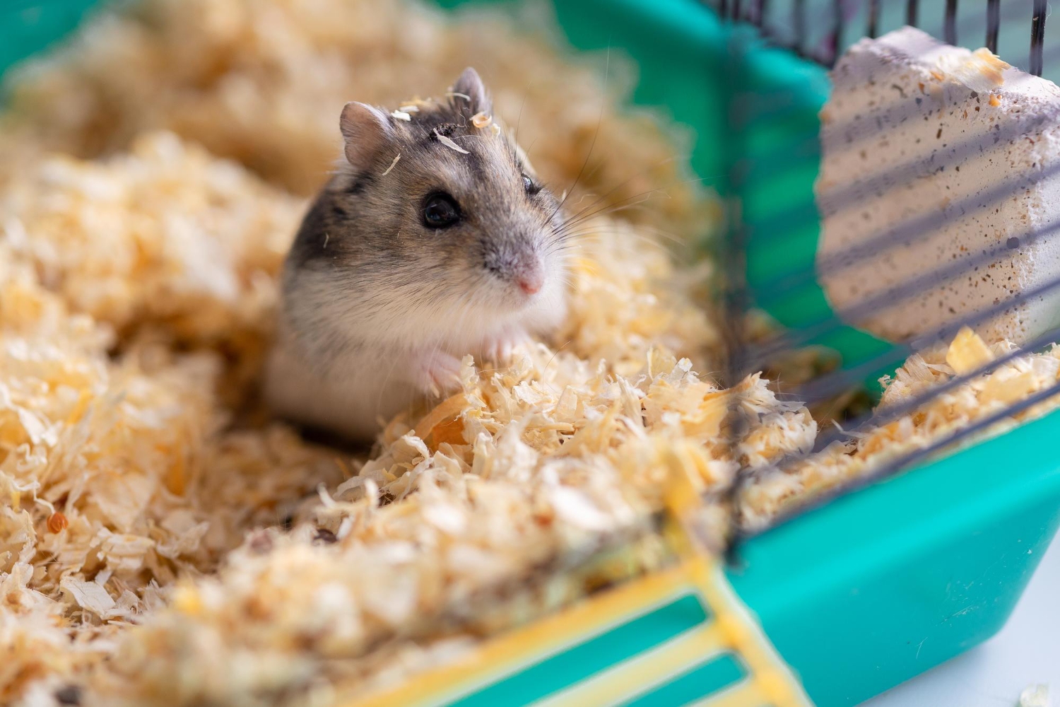 73.hamster-care-guide-1