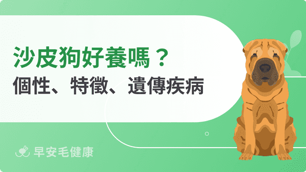 沙皮狗好養嗎?皺皮狗忠心性格、壽命、價格與飼養須知