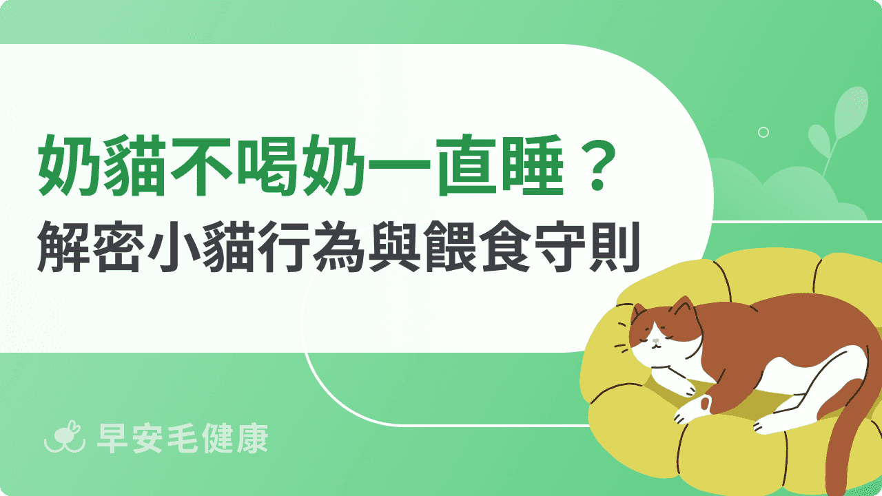 奶貓不喝奶一直睡是不是生病了？解密小貓行為與餵食守則！