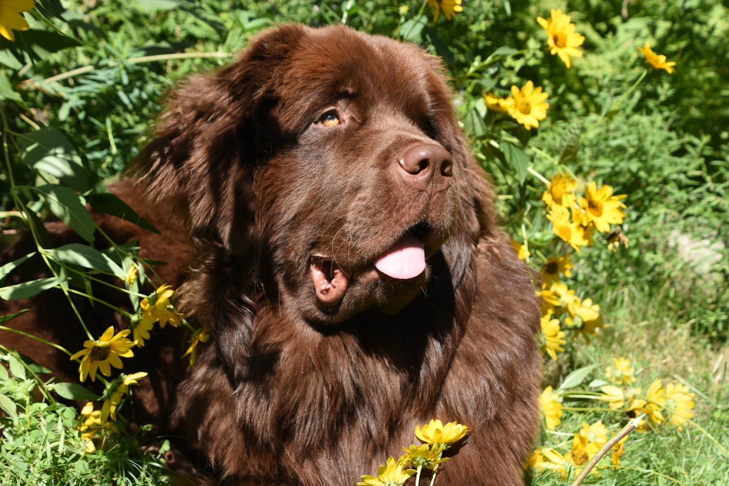 巧克力色紐芬蘭犬在黃色花朵前的照片