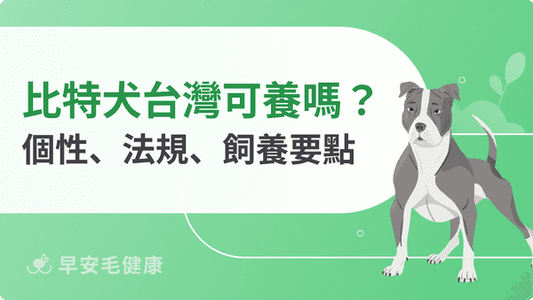 比特犬為什麼被禁養？壽命、弱點、特徵到台灣法規飼主必讀