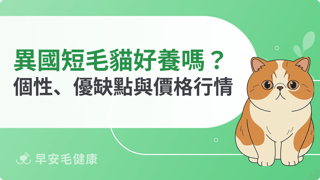 異國短毛貓（加菲貓）好養嗎？個性、價格與飼養重點