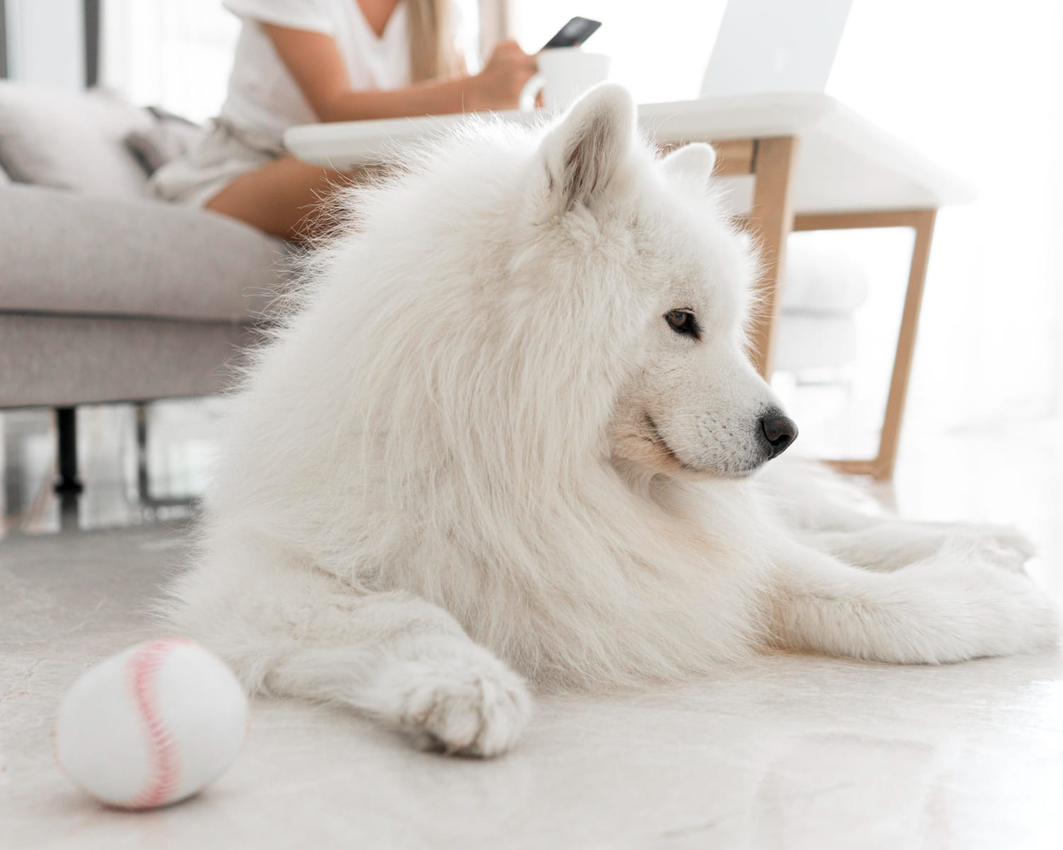 28.japanese-spitz-guide-4