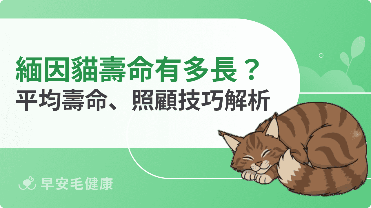 緬因貓壽命有多長？延長壽命、影響因素與照護重點