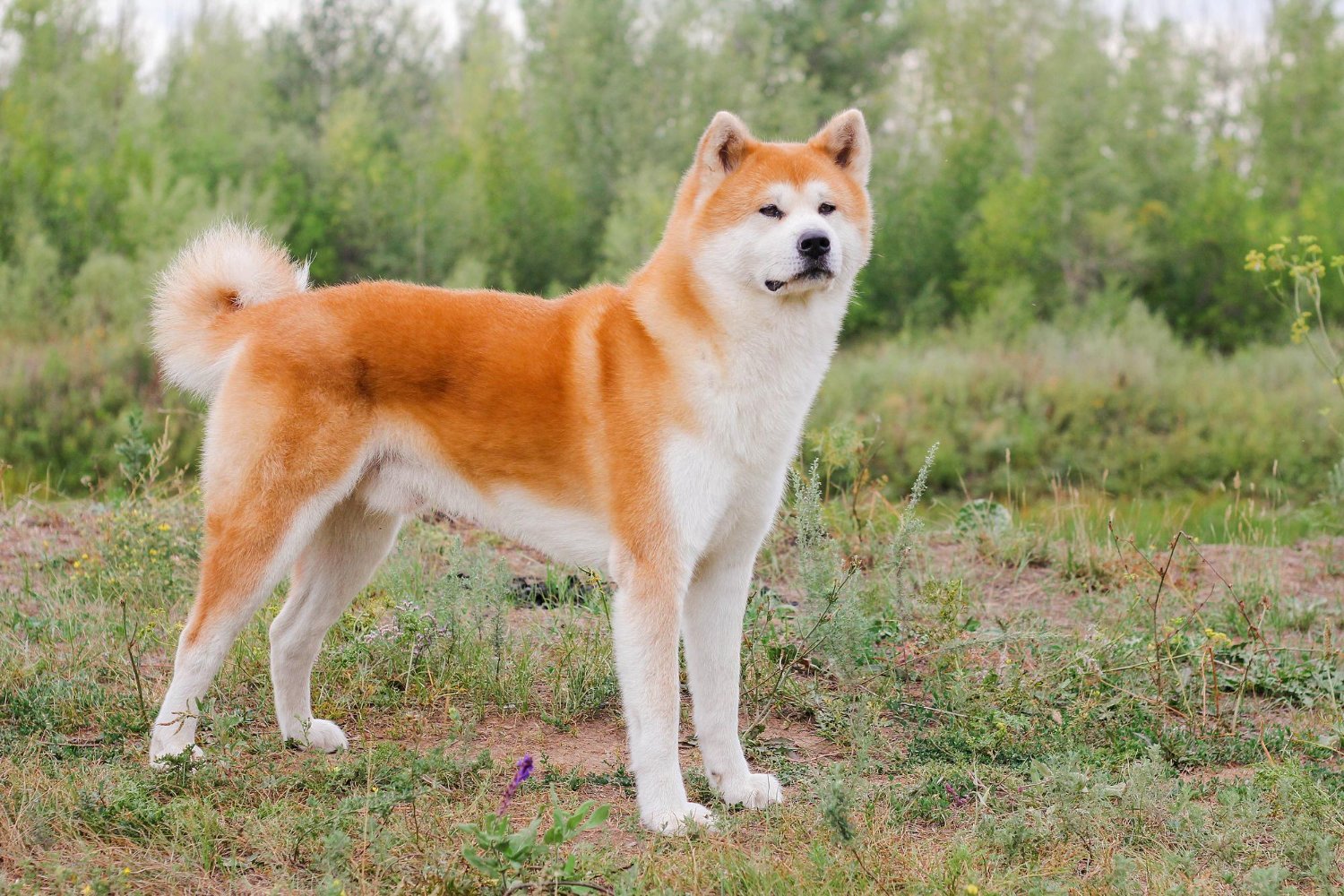 秋田犬站在草地中穩重的樣子
