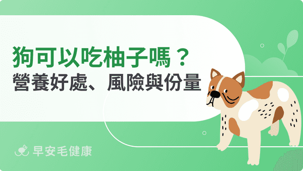 狗可以吃柚子嗎?中秋餵食禁忌、果皮毒性與安全份量飼主必讀