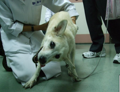 7.dog-vestibular-syndrome-guide-1