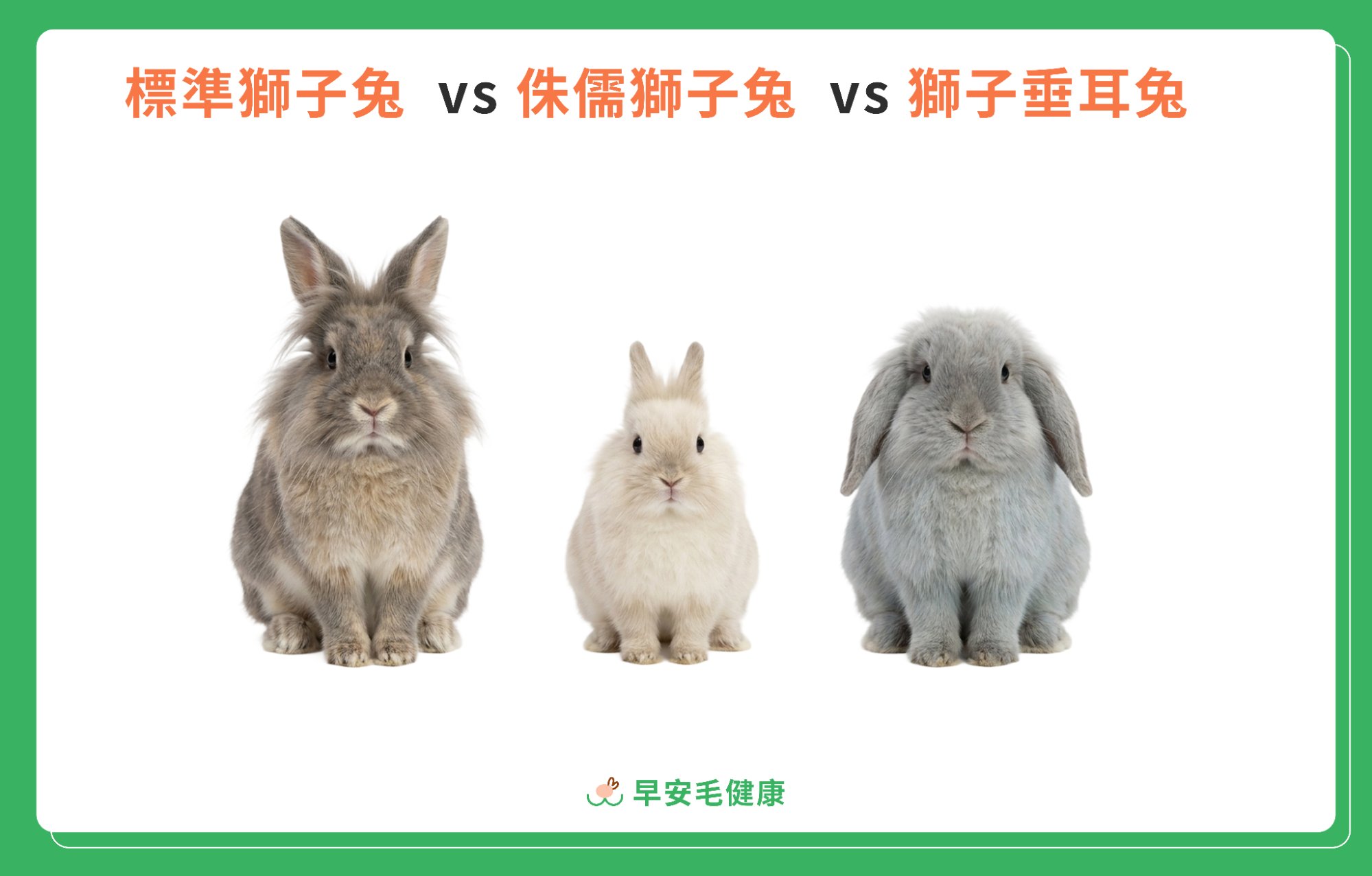 侏儒獅子兔、獅子兔垂耳兔、蘋果獅子兔外觀比較