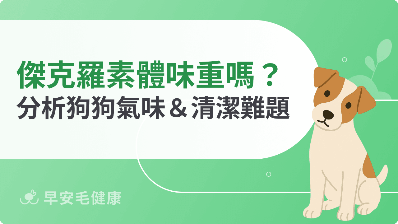 傑克羅素梗體味重嗎?成因分析與日常除臭照護指南