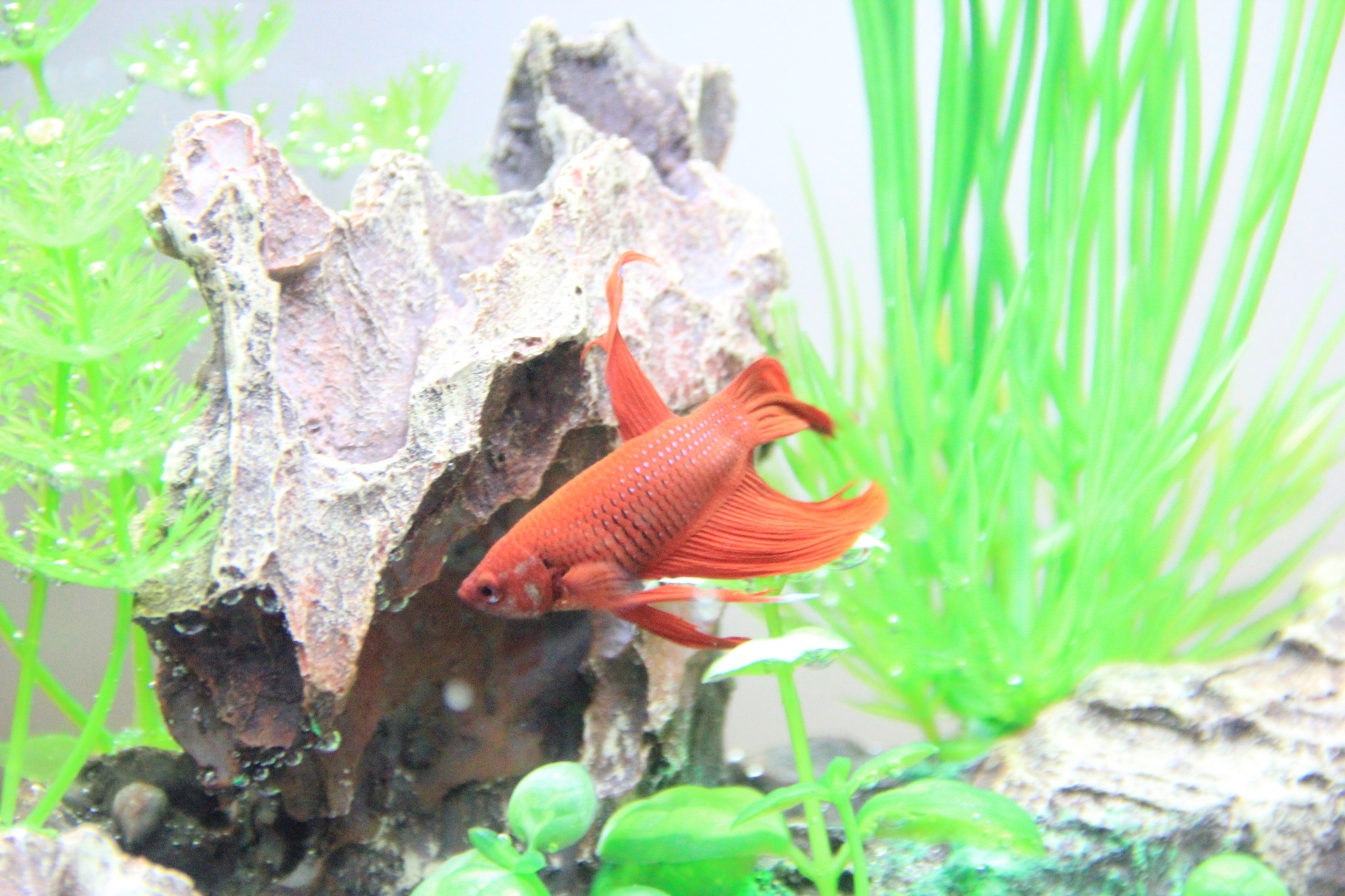 96.betta-fish-care-guide-2