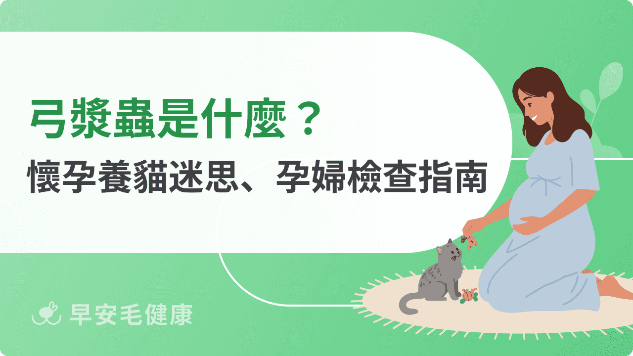 弓漿蟲對孕婦有什麼影響?弓漿蟲傳染途徑、預防方法一次看