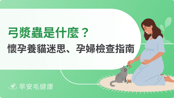 弓漿蟲不只養貓才會得!感染途徑、檢查費用與孕婦預防守則