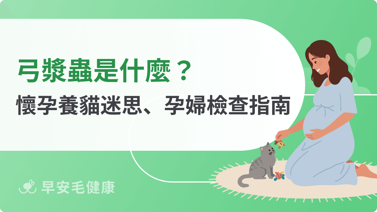 弓漿蟲不只養貓才會得！感染途徑、檢查費用與孕婦預防守則
