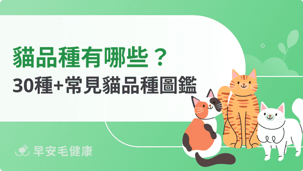 貓品種有哪些?30+ 種台灣常見貓咪品種特徵、個性與飼養重點完整圖鑑