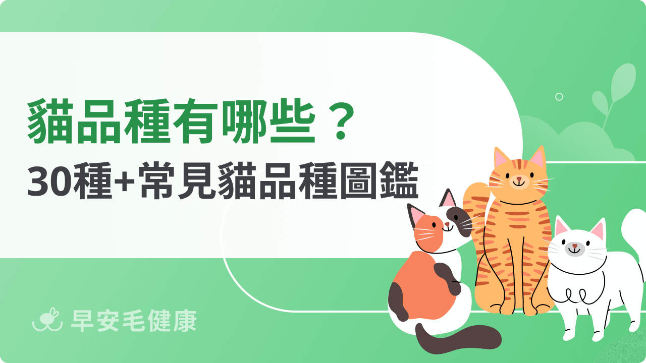 貓品種有哪些？30+ 種台灣常見貓咪品種特徵、個性與飼養重點完整圖鑑
