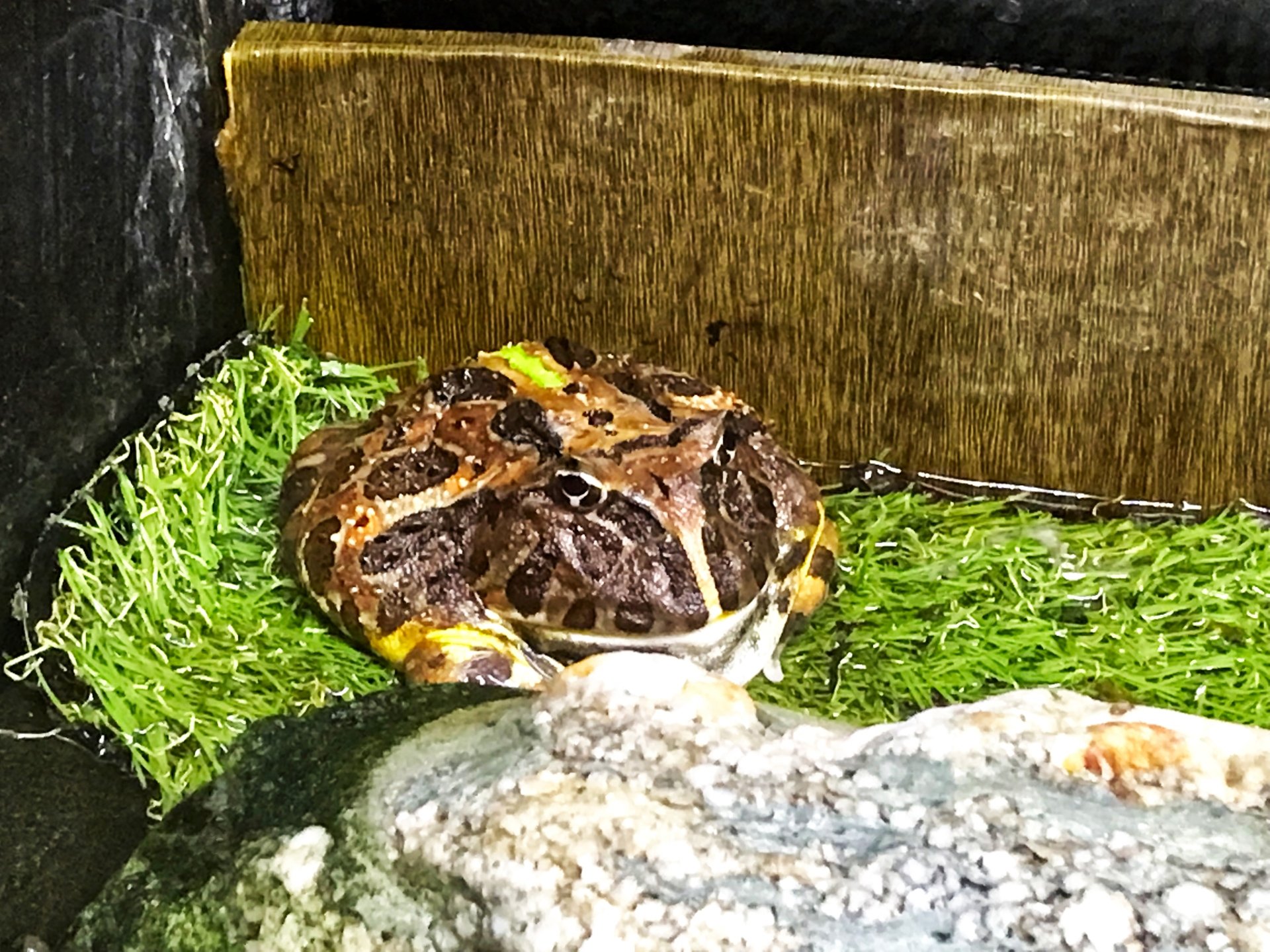角蛙在飼養箱中休息
