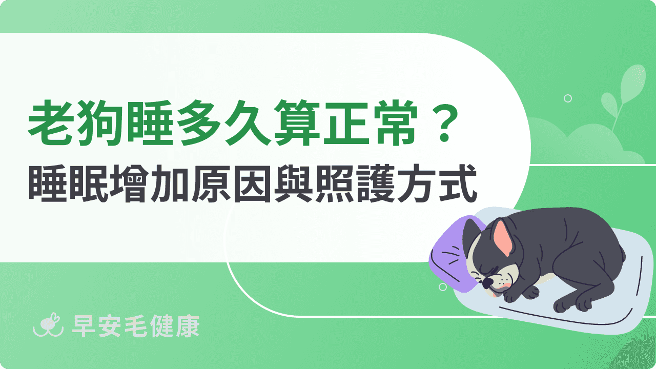 老狗睡眠時間多久算正常？解析狗狗睡眠增加原因與照護方式