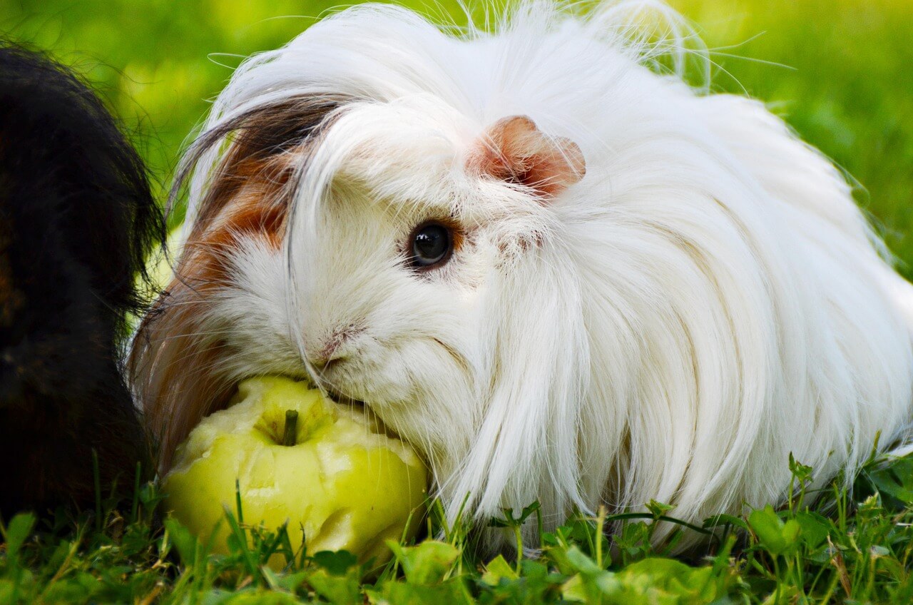 53. guinea-pig-guide-6