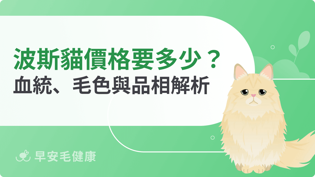 波斯貓價格行情公開!影響售價的血統、毛色與品相完整解析