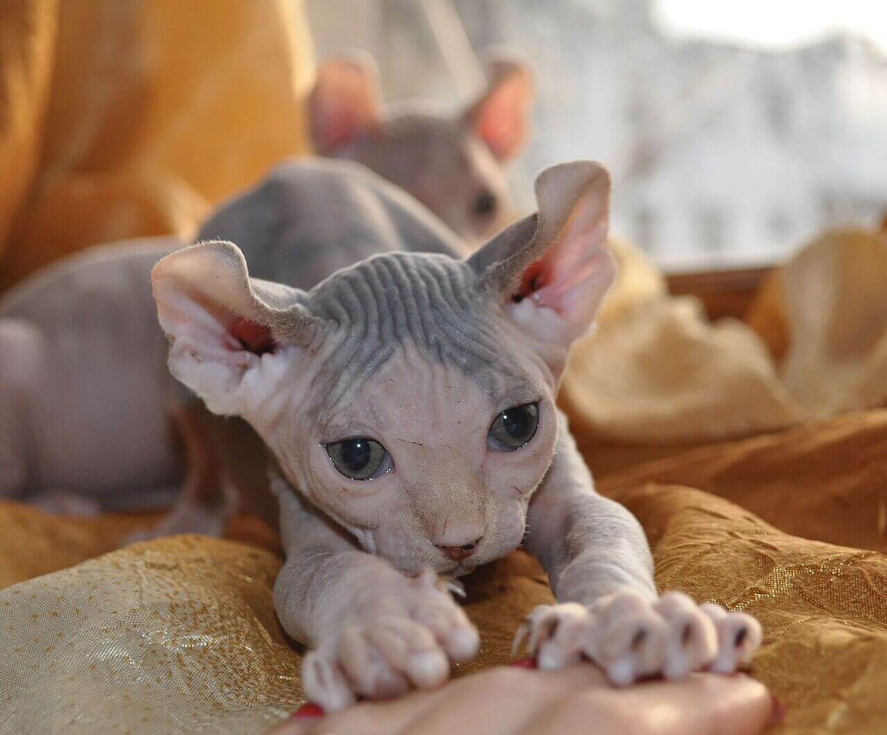 37. hairless-cat-guide-7