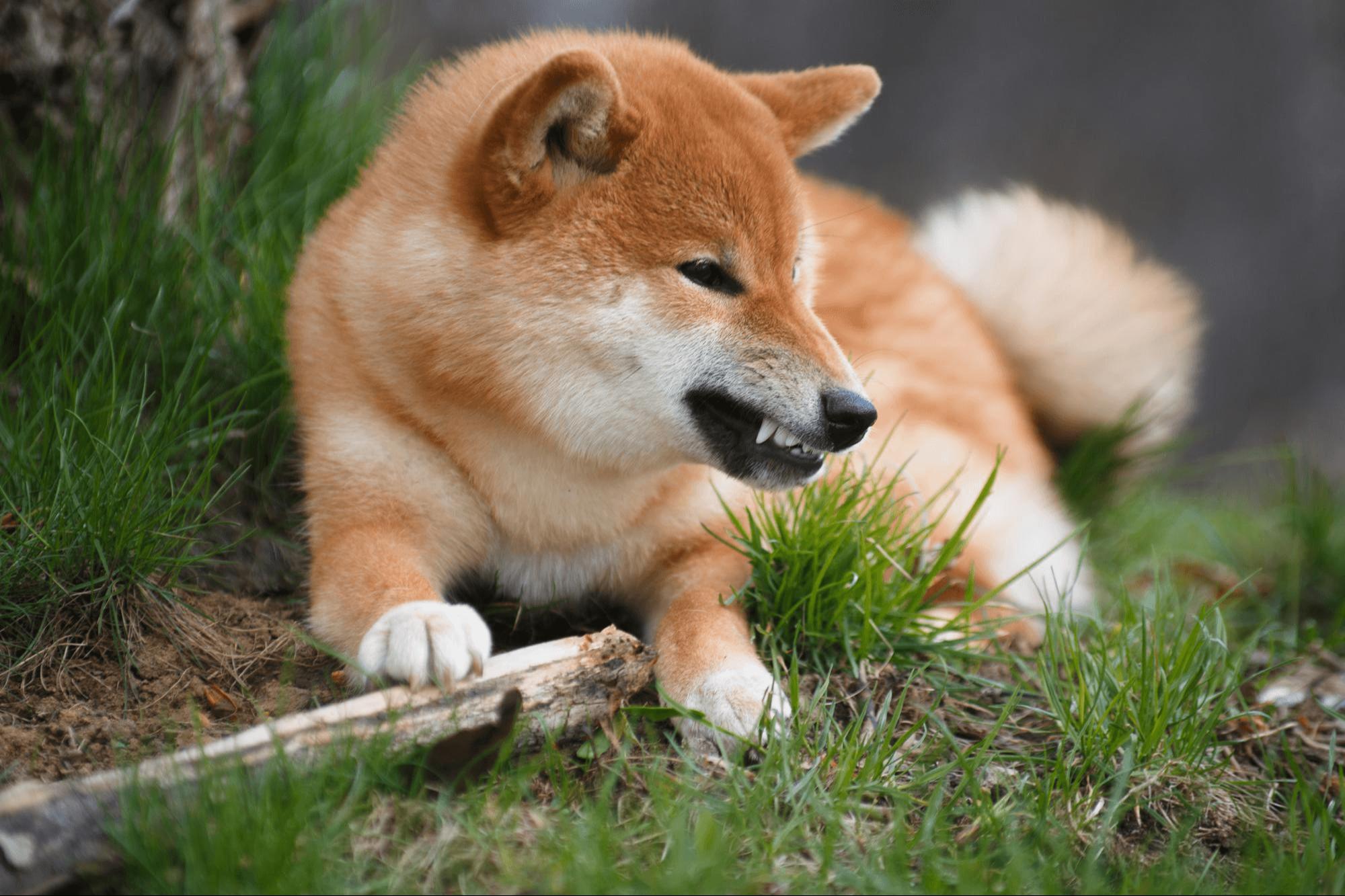 455. AI - mame-shiba-cons-1