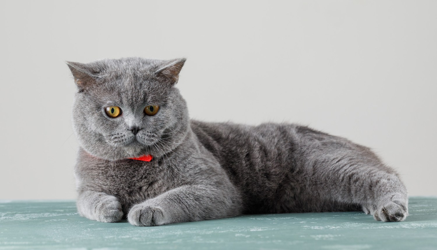 15.british-shorthair-cat-guide-1