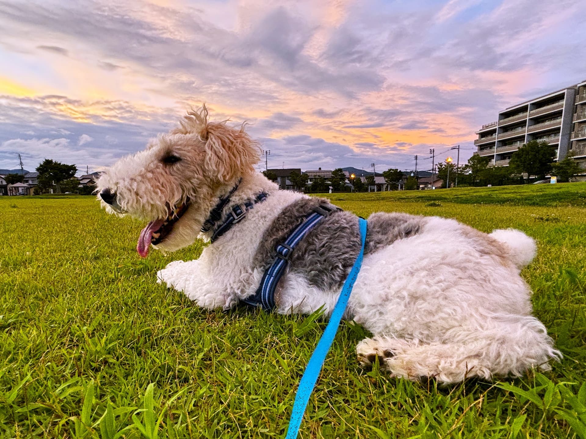 剛毛獵狐㹴趴在草地上