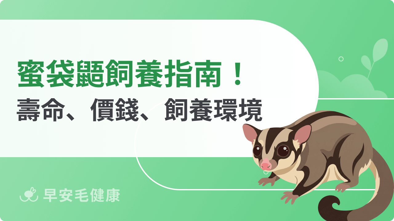 蜜袋鼯好養嗎?蜜袋鼯壽命、價格、禁忌食物攻略